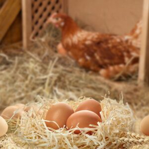 Kananmunien tuotanto